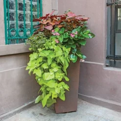 Hummingbird Annual Collection -Tree Bower Sales x600 11673