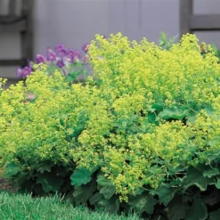 Alchemilla Mollis