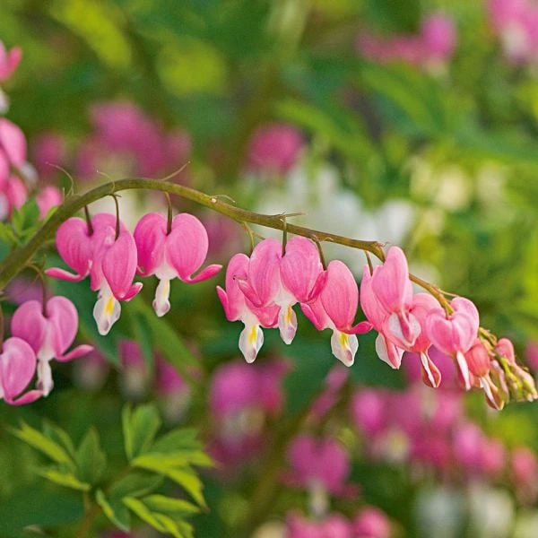 Dicentra Spectabilis 1 Dicentra Spectabilis