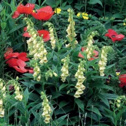 Digitalis Grandiflora -Tree Bower Sales x600 11733