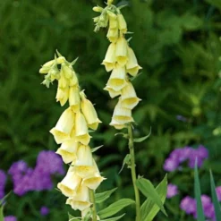 Digitalis Grandiflora -Tree Bower Sales x600 11734