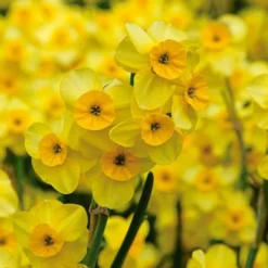 Award-winning Miniature Daffodils -Tree Bower Sales x600 11818