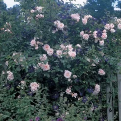 Dawn And Dusk Rose & Clematis Collection -Tree Bower Sales x600 11926