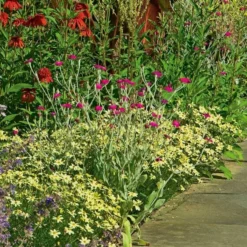 Coreopsis Verticillata 'Moonbeam' -Tree Bower Sales x600 12032