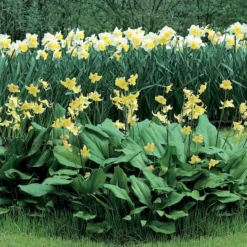 Erythronium 'Pagoda' 7 Erythronium 'Pagoda' -Tree Bower Sales x600 12057