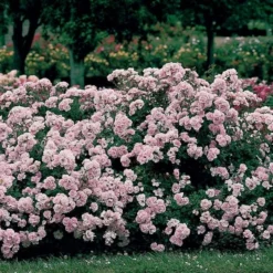 Rose Bonica® 10 Rose Bonica® -Tree Bower Sales x600 12080