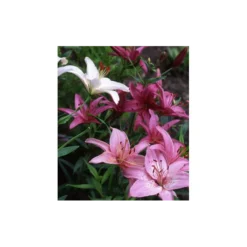 Strawberries & Cream Lilium Mix