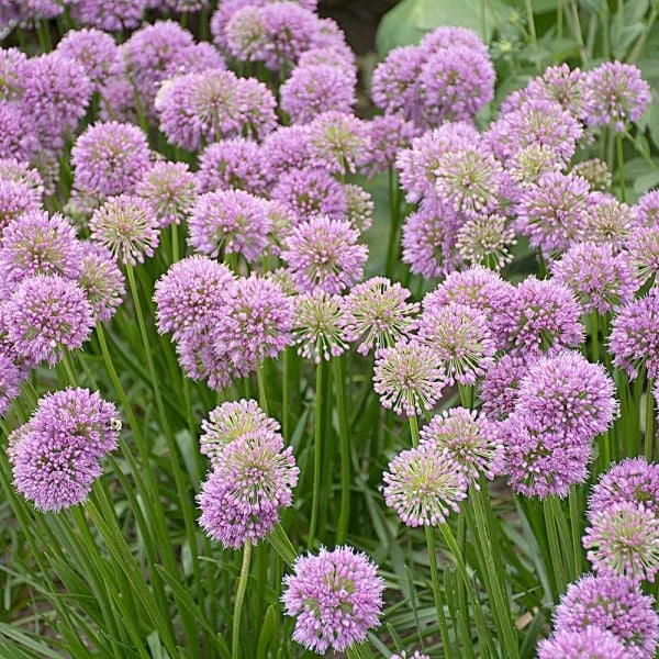 Allium 'Millenium' 2 Allium 'Millenium' - Image 2