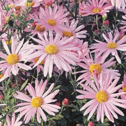 Chrysanthemum 'Clara Curtis' -Tree Bower Sales x600 12363