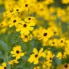 Coreopsis Palustris 'Summer Sunshine'