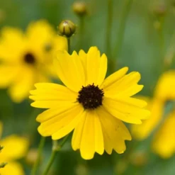Coreopsis Palustris 'Summer Sunshine' -Tree Bower Sales x600 12367
