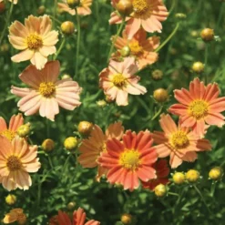 Coreopsis Verticillata Crème Caramel™ 5 Coreopsis Verticillata Crème Caramel™ -Tree Bower Sales x600 12369