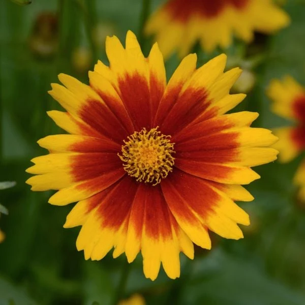 Coreopsis UpTick™ Gold & Bronze 2 Coreopsis UpTick™ Gold & Bronze - Image 2