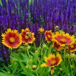 Coreopsis UpTick™ Gold & Bronze 6 Coreopsis UpTick™ Gold & Bronze -Tree Bower Sales x600 12378