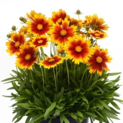 Coreopsis UpTick™ Gold & Bronze 7 Coreopsis UpTick™ Gold & Bronze -Tree Bower Sales x600 12379