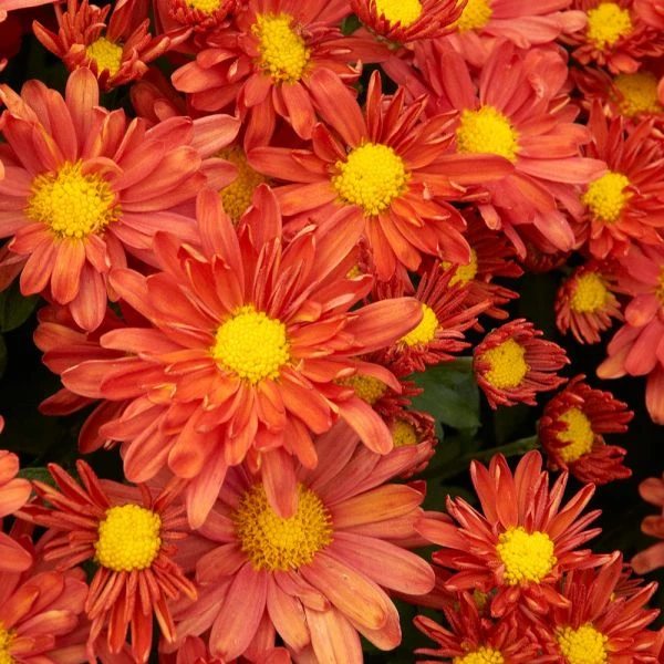 Chrysanthemum 'Pumpkin Igloo' 1 Chrysanthemum 'Pumpkin Igloo'