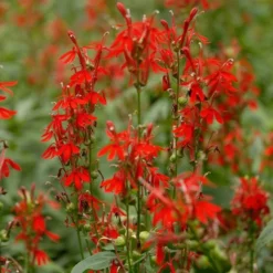 Lobelia Cardinalis 5 Lobelia Cardinalis -Tree Bower Sales x600 12495