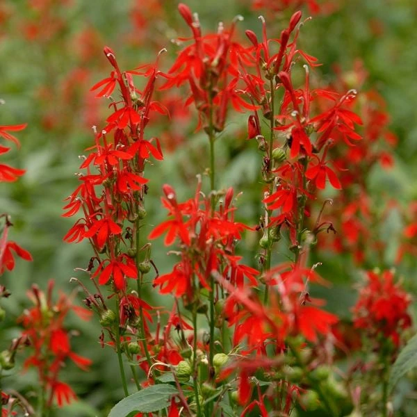 Lobelia Cardinalis 3 Lobelia Cardinalis - Image 3