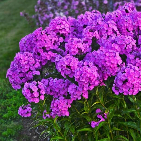 Phlox 'Fashionably Early Flamingo' 1 Phlox 'Fashionably Early Flamingo'