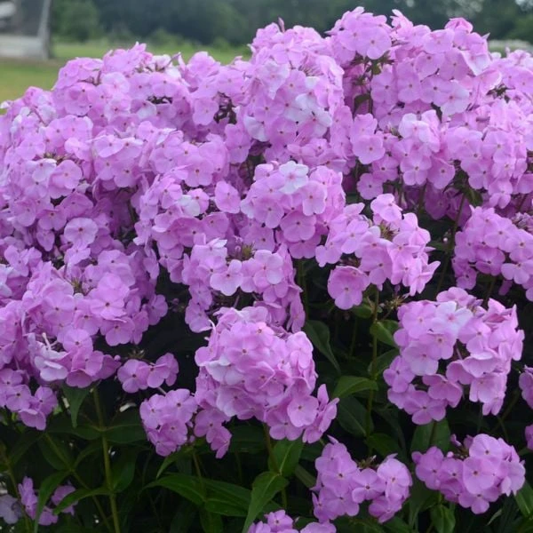 Phlox 'Fashionably Early Princess' 1 Phlox 'Fashionably Early Princess'