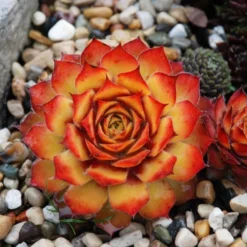 Sempervivum Chick Charms® 'Gold Nugget' 5 Sempervivum Chick Charms® 'Gold Nugget' -Tree Bower Sales x600 12590