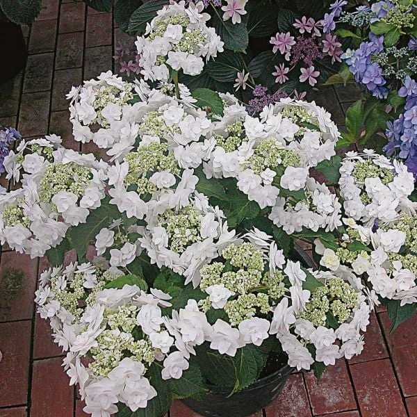 Hydrangea Macrophylla 'Wedding Gown' 1 Hydrangea Macrophylla 'Wedding Gown'