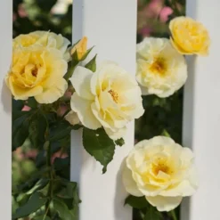 Rose Easy Elegance® Yellow Submarine -Tree Bower Sales x600 12720
