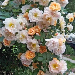 Rose Above And Beyond™ 7 Rose Above And Beyond™ -Tree Bower Sales x600 12749