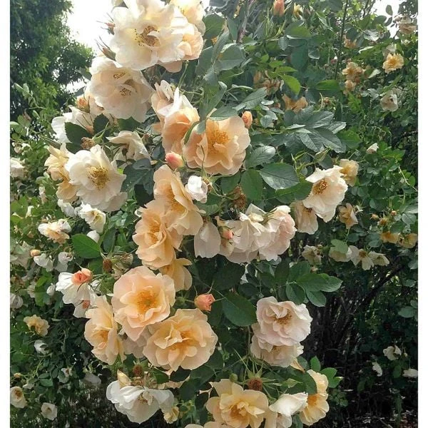 Rose Above And Beyond™ 2 Rose Above And Beyond™ - Image 2