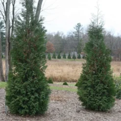 Thuja Occidentalis 'American Pillar'