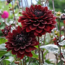 Dahlia 'Karma Choc' -Tree Bower Sales x600 12810