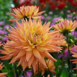 Dahlia 'Karma Corona' 9 Dahlia 'Karma Corona' -Tree Bower Sales x600 12811