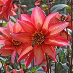 Dahlia 'Waltzing Mathilda' 9 Dahlia 'Waltzing Mathilda' -Tree Bower Sales x600 12869