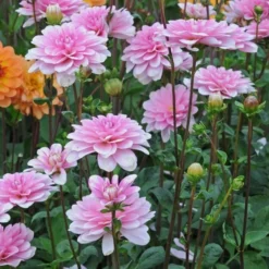 Dahlia 'Pink Perception' -Tree Bower Sales x600 12959