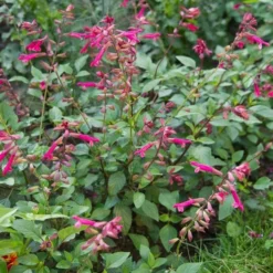 Salvia 'Wendy's Wish' 7 Salvia 'Wendy's Wish' -Tree Bower Sales x600 13035