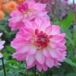 Dahlia 'Sincerity' 5 Dahlia 'Sincerity' -Tree Bower Sales x600 13157