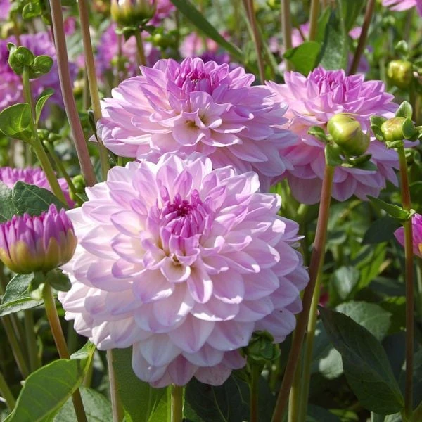 Dahlia 'Mediterrannee' 4 Dahlia 'Mediterrannee' - Image 4