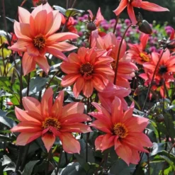 Dahlia 'Waltzing Mathilda' 8 Dahlia 'Waltzing Mathilda' -Tree Bower Sales x600 13165