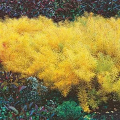 Amsonia Hubrichtii -Tree Bower Sales x600 13168