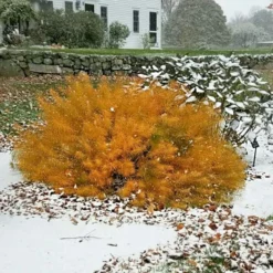 Amsonia Hubrichtii -Tree Bower Sales x600 13170