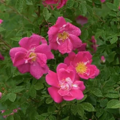 Rose 'William Baffin' -Tree Bower Sales x600 13182