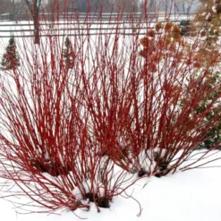 Cornus Stolonifera Arctic Fire® Red -Tree Bower Sales x600 13207