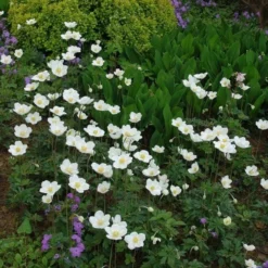 Anemone Sylvestris -Tree Bower Sales x600 13210