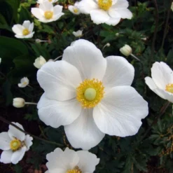 Anemone Sylvestris -Tree Bower Sales x600 13211