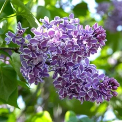 Syringa Vulgaris 'Sensation' -Tree Bower Sales x600 13308