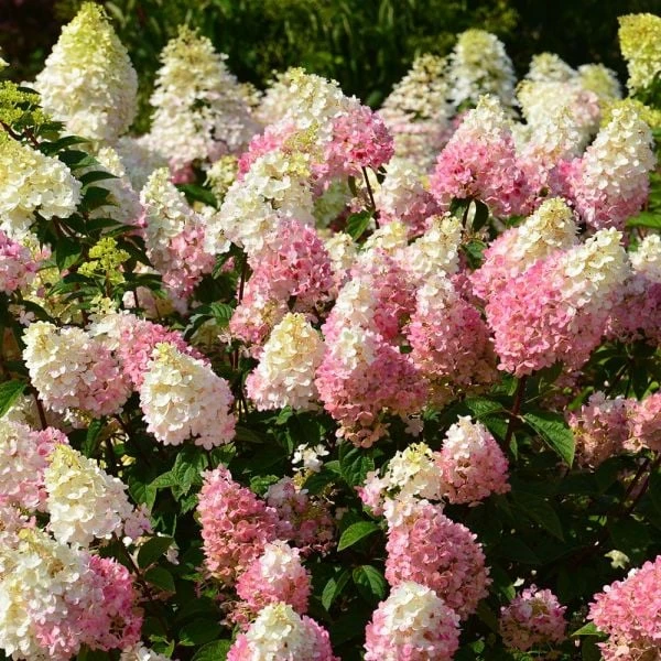 Hydrangea Paniculata Strawberry Sundae® 2 Hydrangea Paniculata Strawberry Sundae® - Image 2