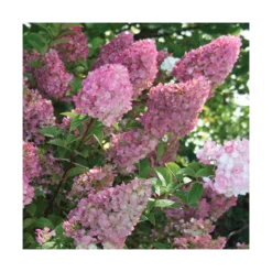 Hydrangea Paniculata Strawberry Sundae® 5 Hydrangea Paniculata Strawberry Sundae® -Tree Bower Sales x600 13330