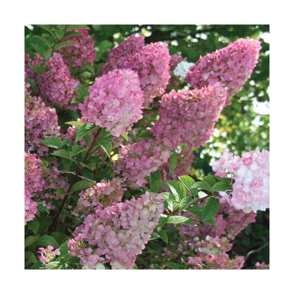 Hydrangea Paniculata Strawberry Sundae® 3 Hydrangea Paniculata Strawberry Sundae® - Image 3