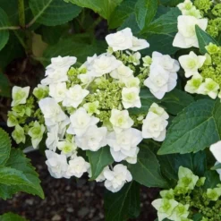 Hydrangea Macrophylla 'Wedding Gown' 6 Hydrangea Macrophylla 'Wedding Gown' -Tree Bower Sales x600 13334