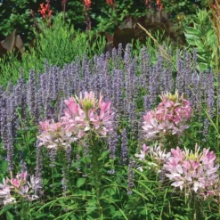 Agastache 'Blue Fortune' -Tree Bower Sales x600 13341